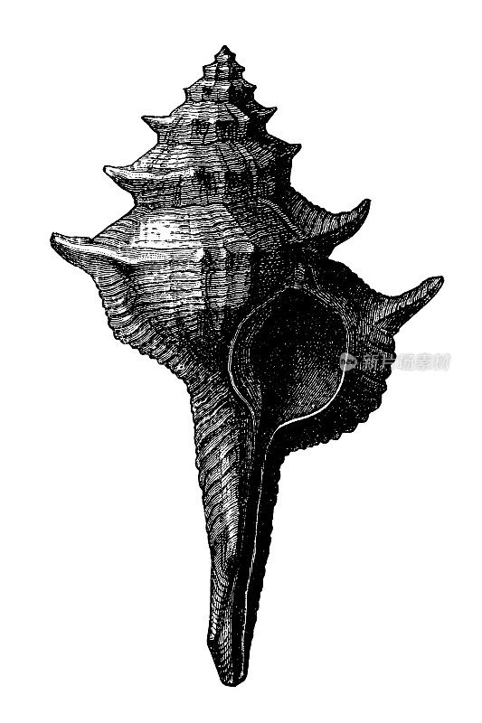 Murex (Murex) falsitribulus第三纪化石，属于白垩纪和第四纪之间的新生代第一时期，包括古近纪和新近纪两个亚时期